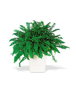  Ankara Anadolu online iek gnderme sipari  Decorative Fern ask merdiveni