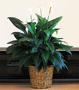  Ankara Anadolu iek online iek siparii  Large Spathiphyllum