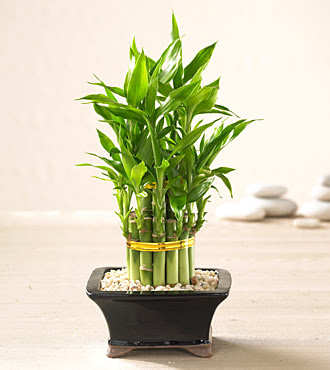 Lucky Bamboo saksi iegi  Ankara Anadolu internetten iek sat 