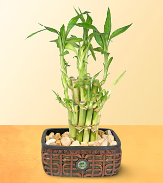 Lucky Bamboo  saksi iegi  Ankara Anadolu online iek gnderme sipari 