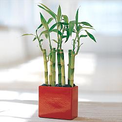 Lucky Bamboo sans melegi iegi  Ankara Anadolu yurtii ve yurtd iek siparii 