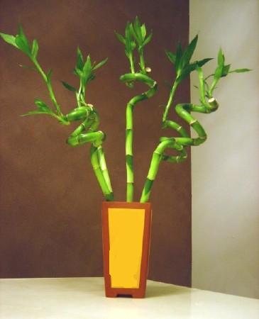 Lucky Bamboo 5 adet vazo ierisinde  Ankara Anadolu internetten iek sat 