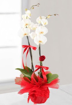 2 dall beyaz orkide ve 1 adet krmz gl  Ankara Anadolu anneler gn iek yolla  