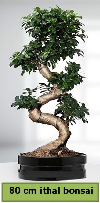 80 cm zel saksda bonsai bitkisi  Ankara Anadolu ieki telefonlar 