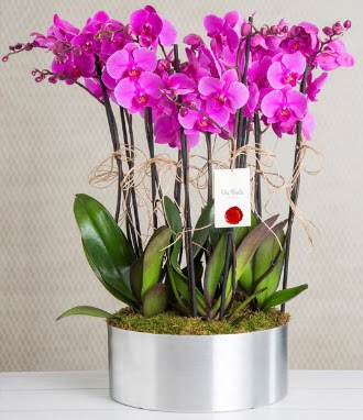 11 dall mor orkide metal vazoda  Ankara Anadolu iek gnderme sitemiz gvenlidir 
