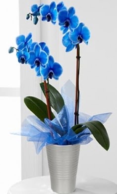Seramik vazo ierisinde 2 dall mavi orkide  Ankara Anadolu iek , ieki , iekilik 