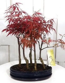5 adet japon akaaa bonsai iei  Ankara Anadolu iek sat 