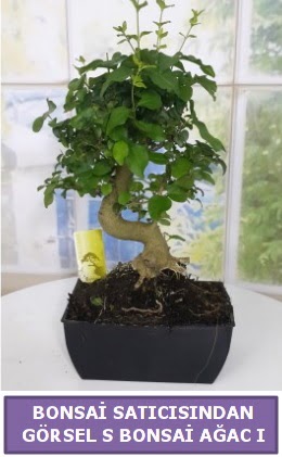 S dal erilii bonsai japon aac  Ankara Anadolu iek sat 