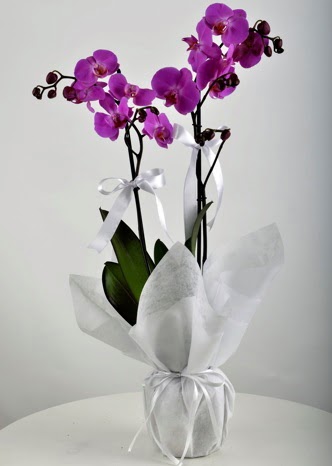 ift dall saksda mor orkide iei  Ankara Anadolu iek siparii vermek 